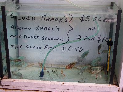 Baby Sharks in Grafton - apostrophe error