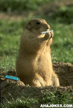 Groundhog Rolling a Smoke